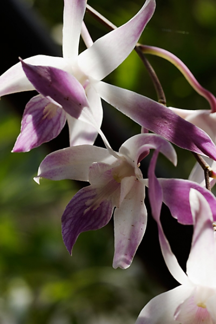 Fleurs FEV12-018